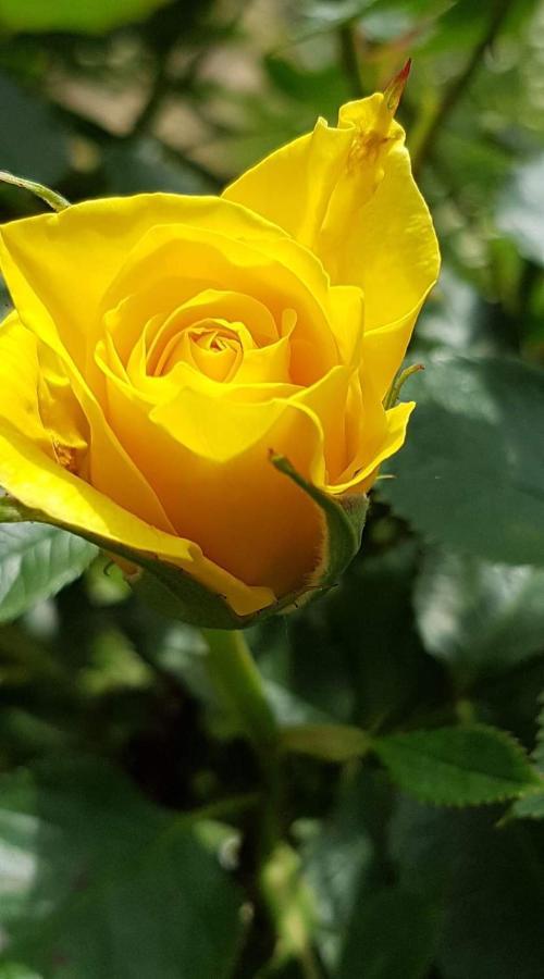 Yellow Rose Rakovica Esterno foto